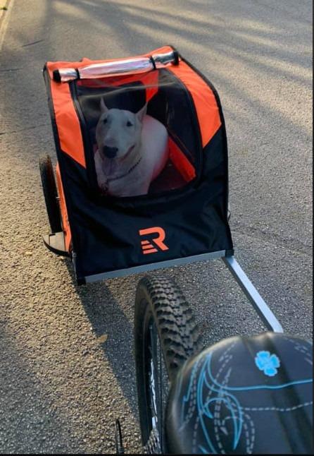 Retrospec Rover Waggin' Pet and Dog Bike Trailer with Weather-Resistant Canopy & Mesh Shield - Foldable Frame, 16in Wheels with Storage Pouch & Internal Safety Leash Supports up to 50 lbs customer photo 2