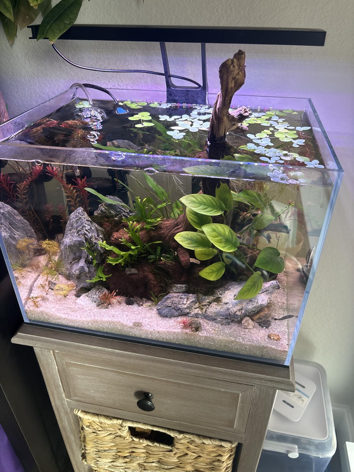 Allcolor Artisan Grade Ultra Clear Rimless Aquarium Tank (6Gal) | Low Iron Glass Fish Tank for Professional Aquascaping and Planted Layouts, 6-60 Gallons (6Gal-Top Glass Canopy) customer photo 2
