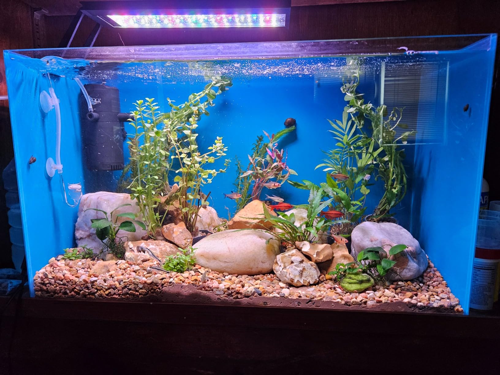 Lifegard Aquatics 15 Gallon Rimless Aquarium, Clear Glass, Ultra Clear Sealant Fish Tank, 5mm Thick with Dense Leveling Mat for Freshwater/Marine, Home or Office Decor (23.22x11.02x13.38 inches) customer photo 2