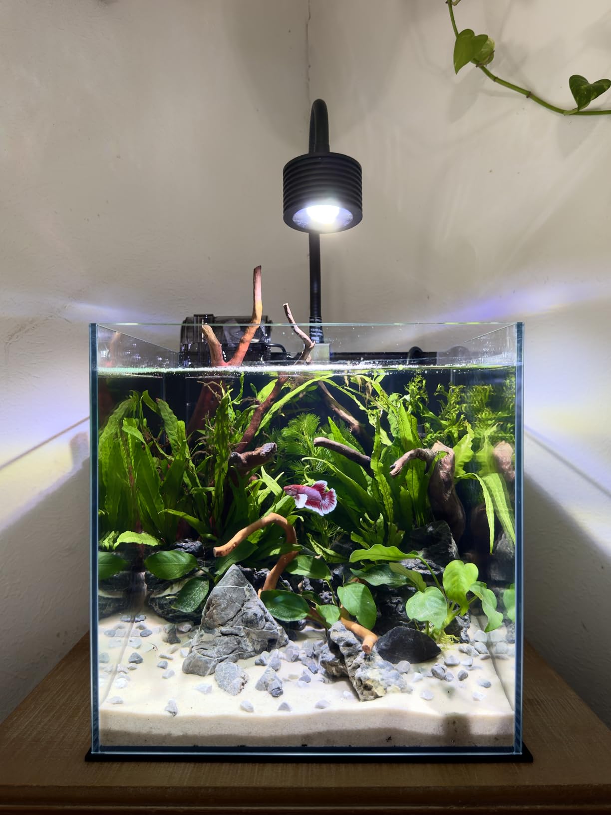 7Gal Ultra Clear Rimless Low Iron Glass Cubic Aquarium Tank (W11.81xD11.81xH11.81 inch) 5mm Thickness Include Black Leveling Mat customer photo 1