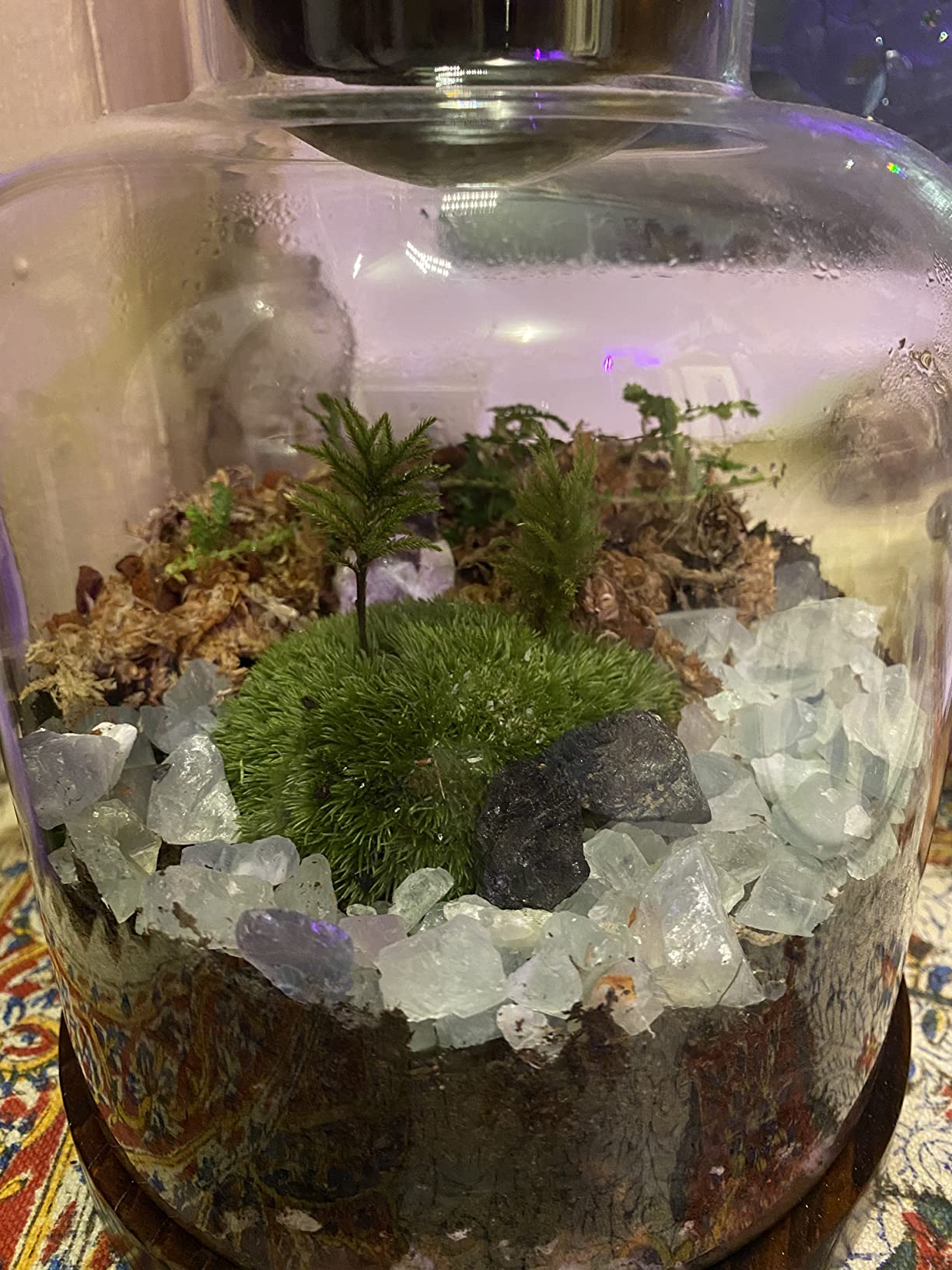 Yangbaga Large Glass Terrarium Succulent Plant Terrarium House for Plant/Moss Ball/Glass Fish Tank Mini Table with Wood Base & Ball lid Office Home Decoration customer photo 1