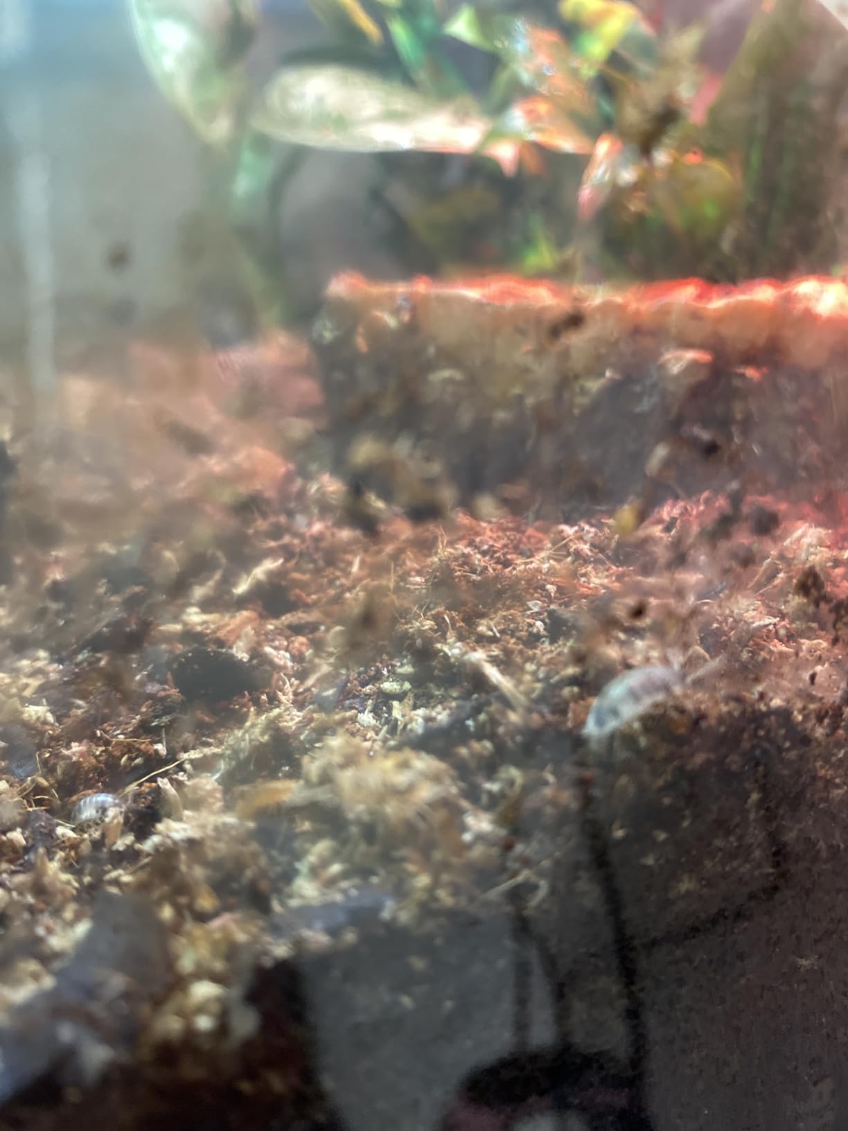 Josh's Frogs White's Tree Frog Vivarium Plant Kit, 18x18x24 Terrarium customer photo 1