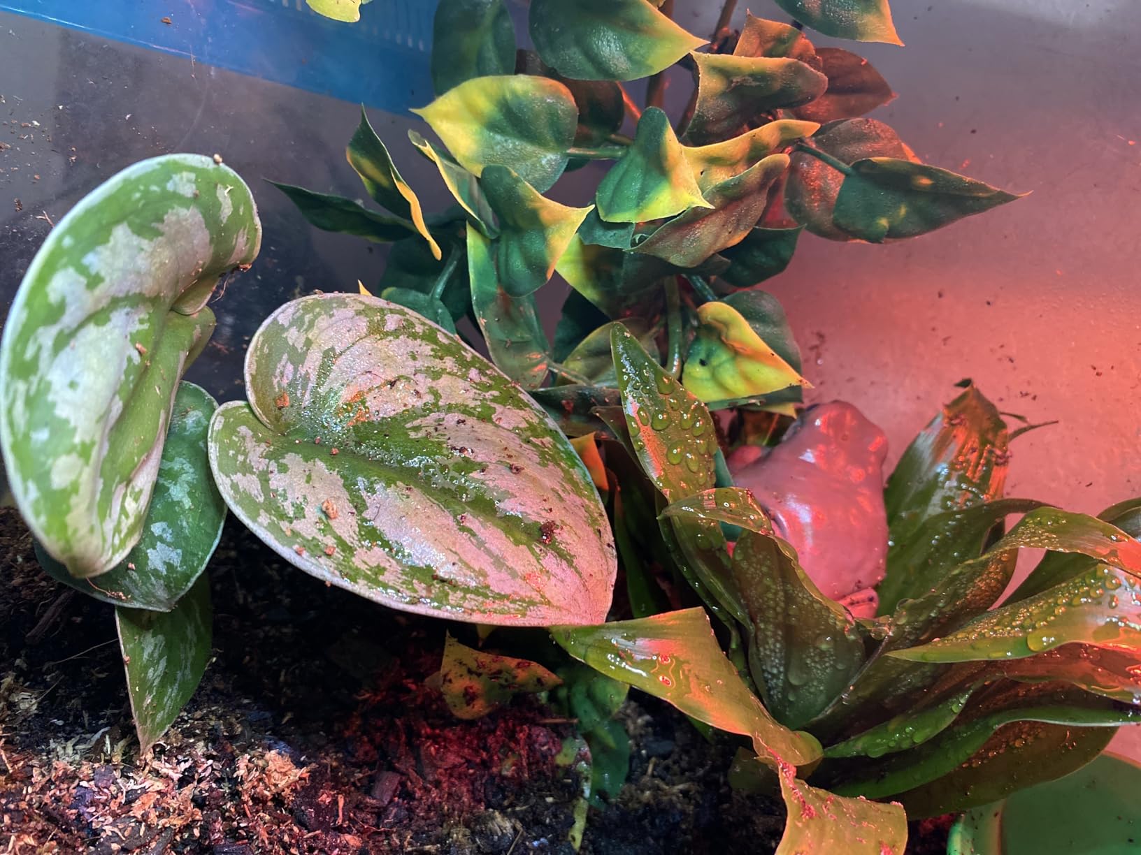 Josh's Frogs White's Tree Frog Vivarium Plant Kit, 18x18x24 Terrarium customer photo 2