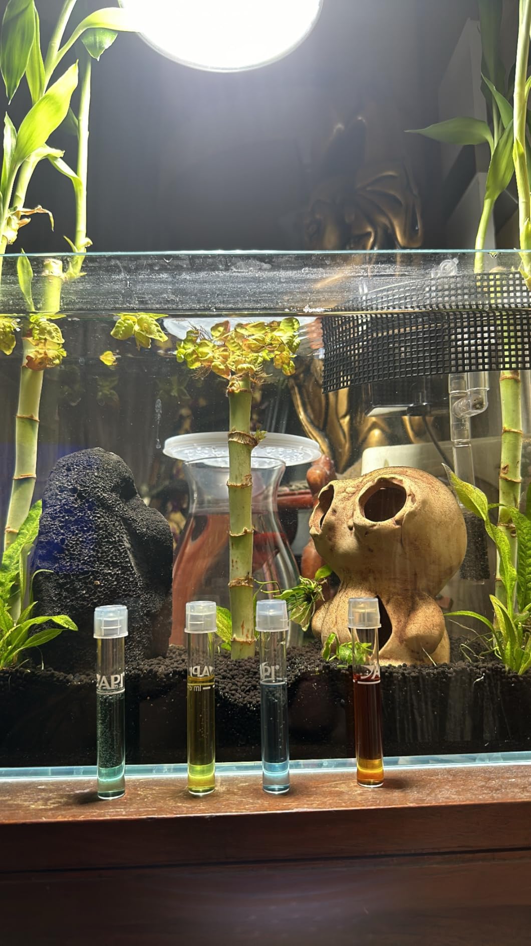 LAQUAL 10 Gallon Ultra Clear Glass Fish Tank, Rimless Low Iron Aquarium for Betta/Nano/Goldfish/Snail/Shrimp, Big Fish Tank & Cover Set & Feeding Ring & Cleaning Tools customer photo 2