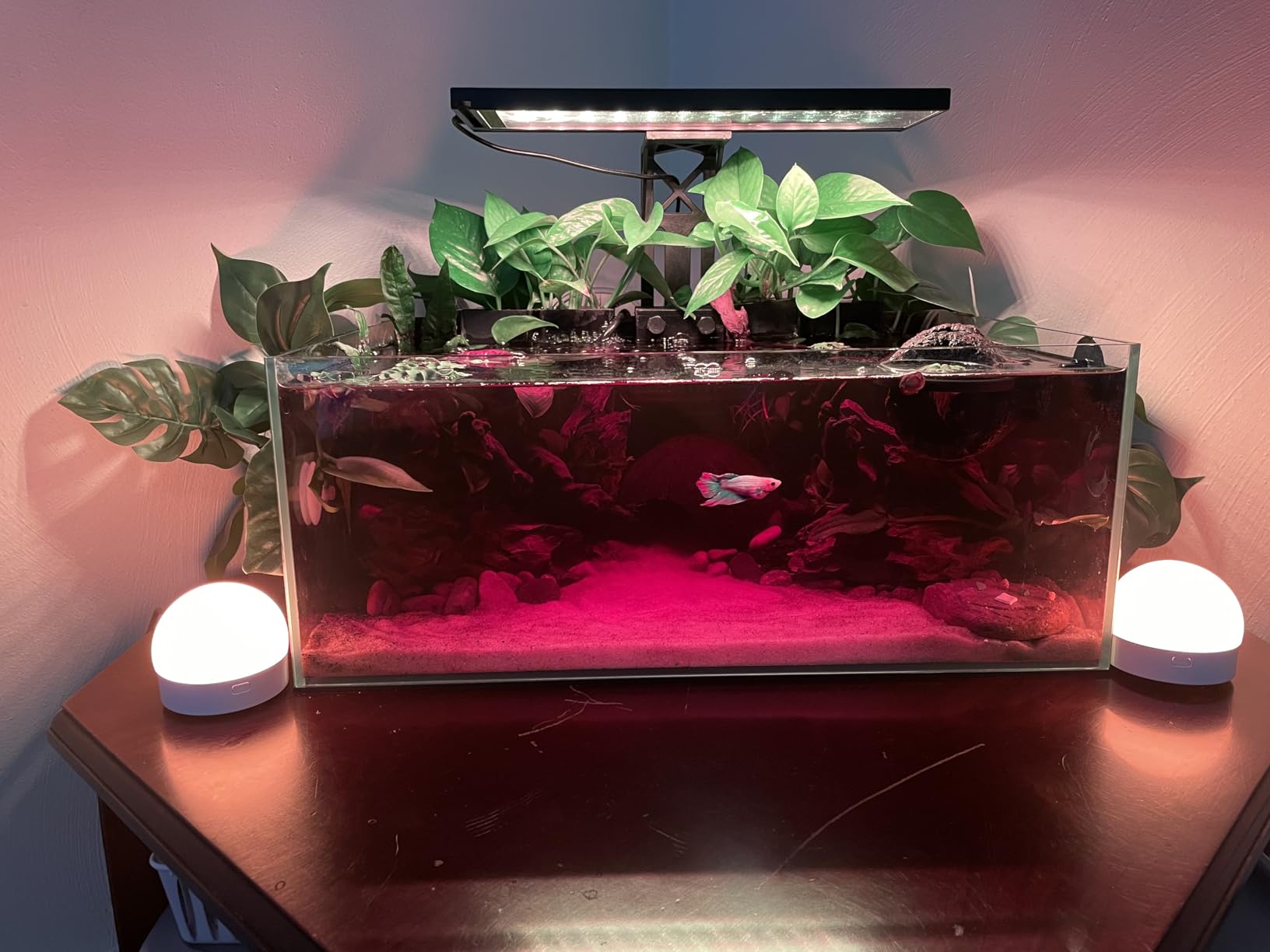 Fzone 9Gal Sharrow Rimless Low Iron Fish Tank Nova Clear Ultra-White 45 Mitered Edges Translucent Glass Anata Series Aquarium w/Black Foam Leveling Mat customer photo 1
