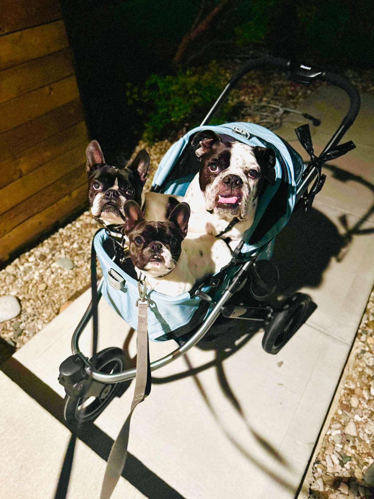 ibiyaya The Beast Pet Jogging Stroller for All Terrains, 3-Wheel Dog Carrier with Double Breaks, Zipperless Large Stroller for Running & Hiking, Multiple Small Dogs, Medium Dogs, or Cats (Jet Black) customer photo 1