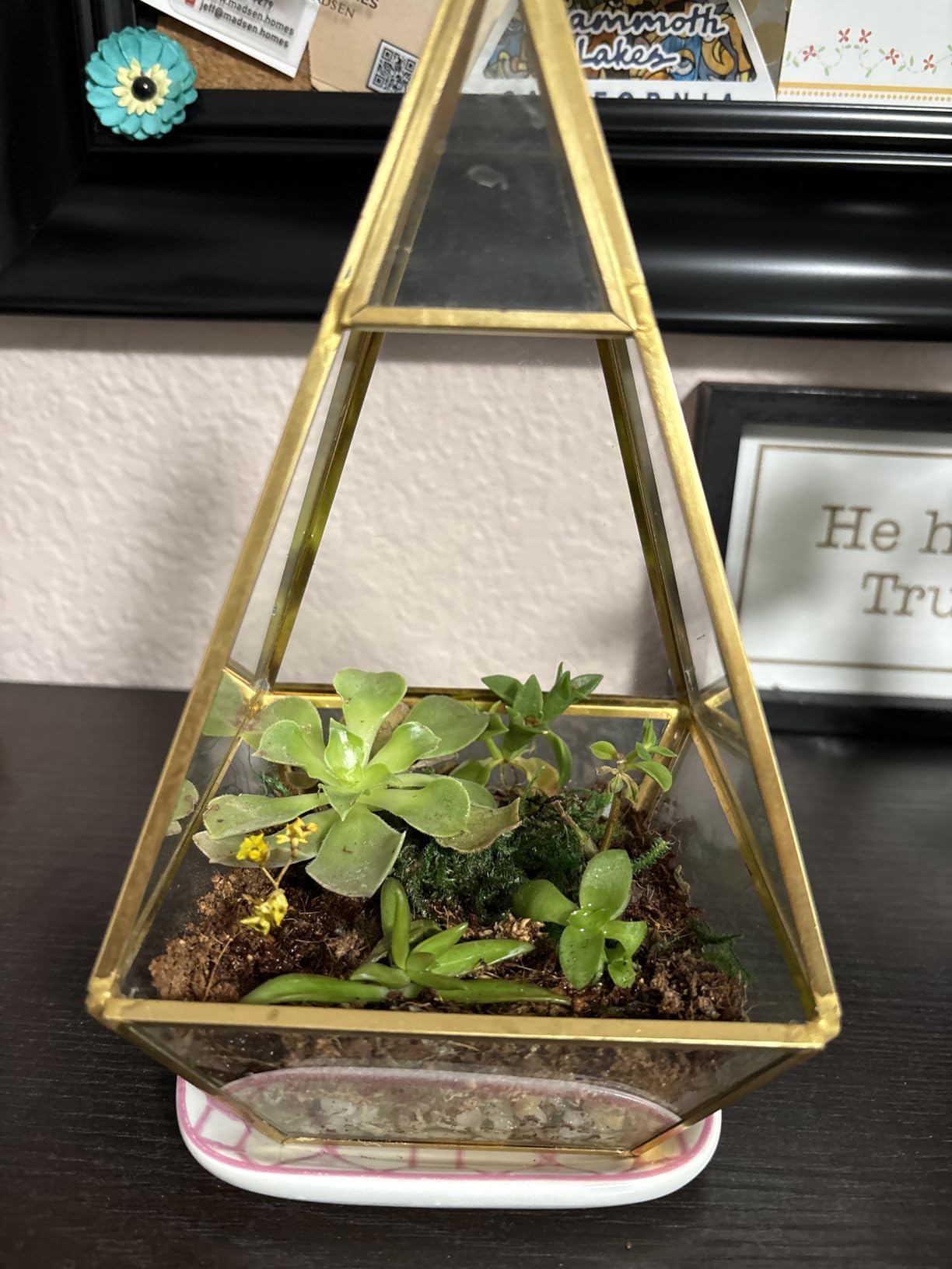 Terrarium Kit, Succulents & Indoor Plants Set DIY | Starter Pack for Any Plant - Build Your Own Ecosystem - Supplies for 64 fl oz Jar or Pot - (Jar & Plants Not Included) customer photo 1