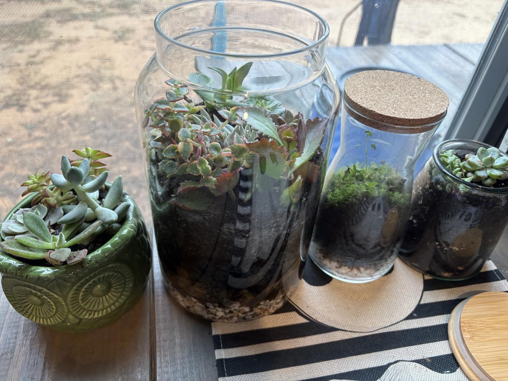 Terrarium Kit for Plants DIY | Starter Pack - Closed Ecosystem - 34 fl oz Glass - Succulents, Air Plants, Bonsai, Indoor Plants - (Plants Not Included) customer photo 2
