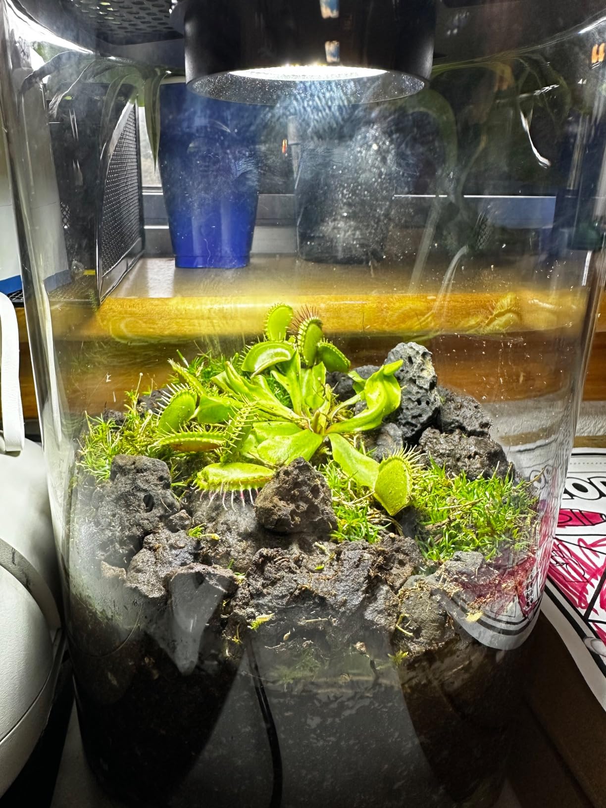 Desktop Glass Plant Terrarium with Grow Light (H:9.8