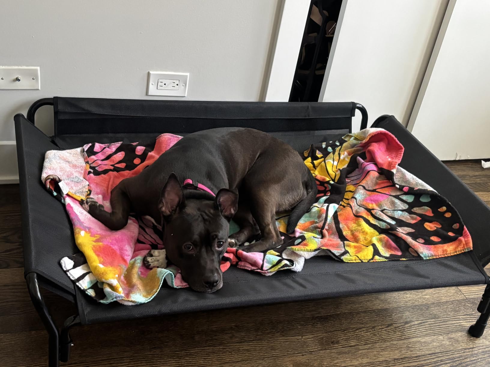 Veehoo Cooling Elevated Dog Bed, Raised Dog Cot with Guardrail & Headrest customer photo 1