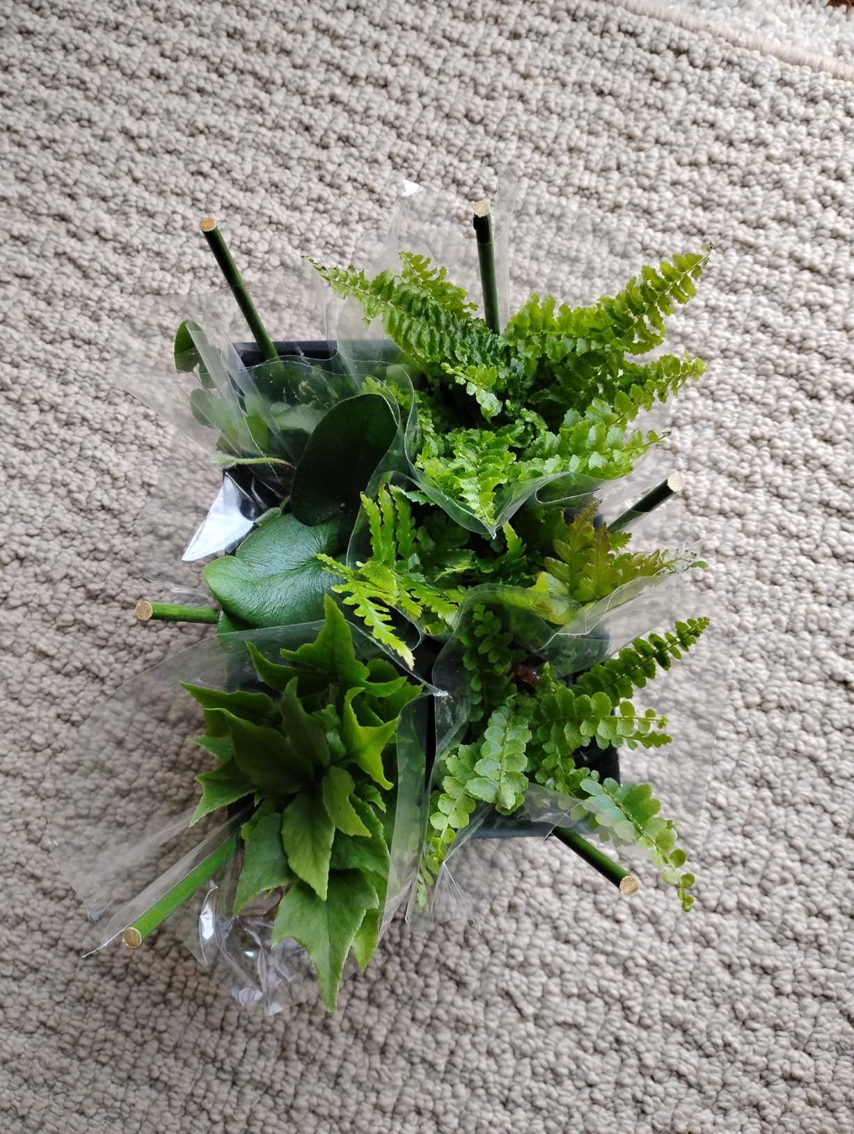 Mini Fern Plants (6 Plants) (2