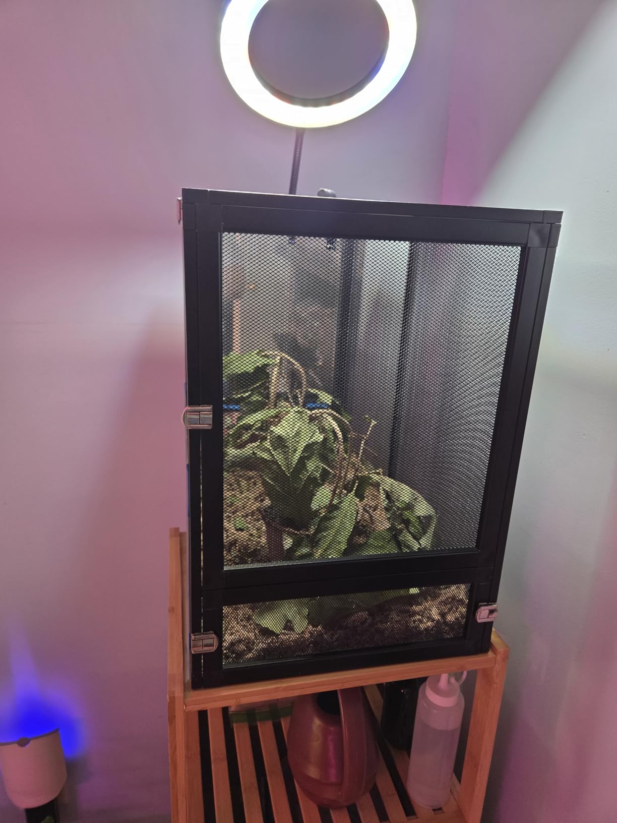 45 Gal Foldable Reptile Terrarium for Gecko & Dragon | 360° clear view with detachable & foldable design for portability. High airflow mesh. Fits crested geckos, chameleons customer photo 1