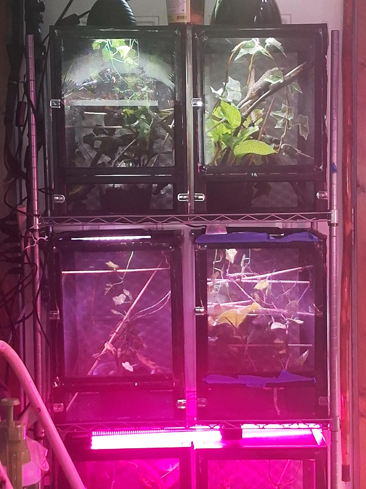 45 Gal Foldable Reptile Terrarium for Gecko & Dragon | 360° clear view with detachable & foldable design for portability. High airflow mesh. Fits crested geckos, chameleons customer photo 2