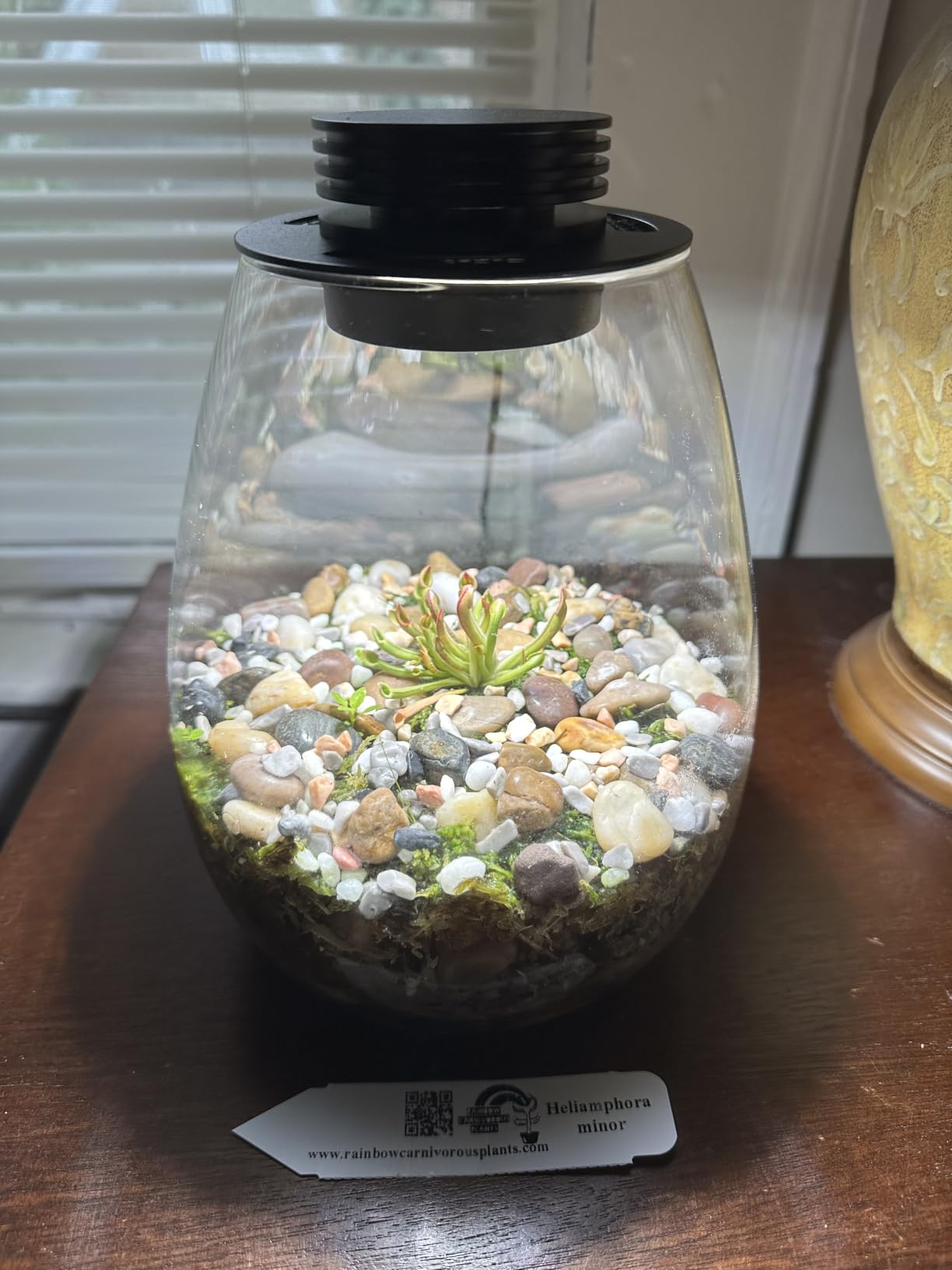 Desktop Glass Plant Terrarium with Grow Light for Carnivorous Plants & Moss | H 7.8 x D 6.7 in; Timer Auto On/Off; For Succulents, Mini Plants and Betta Tanks; Indoor Decor for Home or Office; Gifts customer photo 1