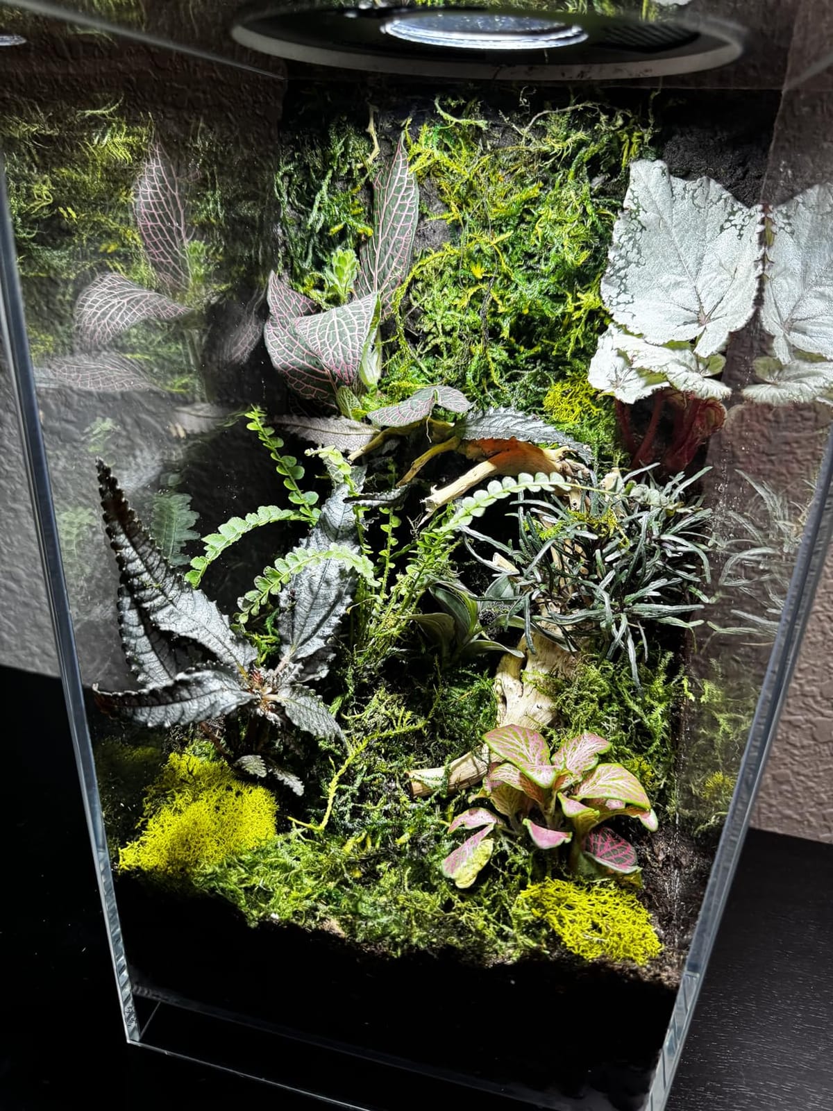 Desktop Glass Plant Terrarium with Grow Light for Carnivorous Plants & Moss | L7.8 x W7.8 x H14 in; Timer Auto On/Off; Succulent Display; Miniature Gardening; Indoor Decor; Gift for Plant Lovers customer photo 1