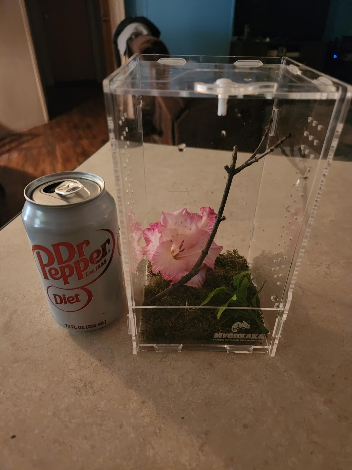 Acrylic Jumping Spider Enclosure - Insect Terrarium for Spiders, Mantises, Tarantulas & Frogs customer photo 1