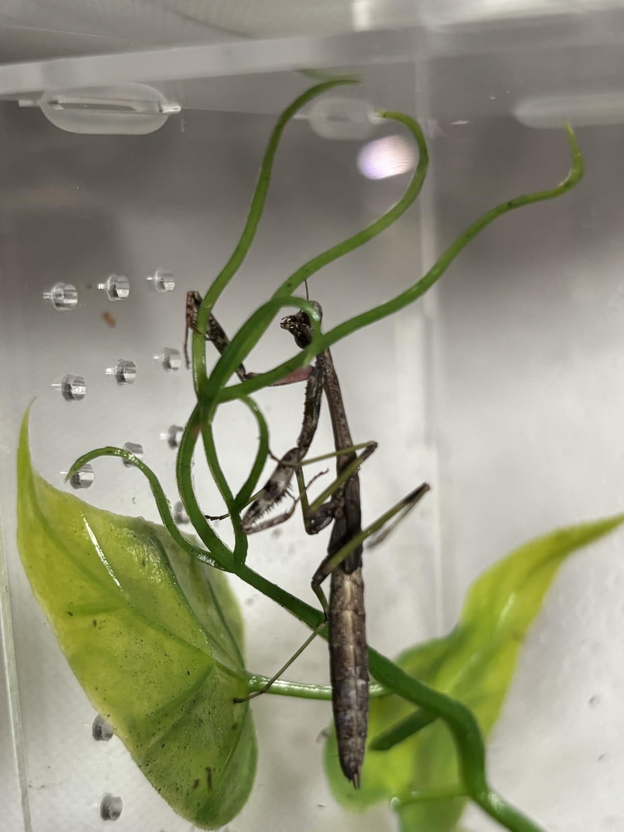 Acrylic Jumping Spider Enclosure - Insect Terrarium for Spiders, Mantises, Tarantulas & Frogs customer photo 2