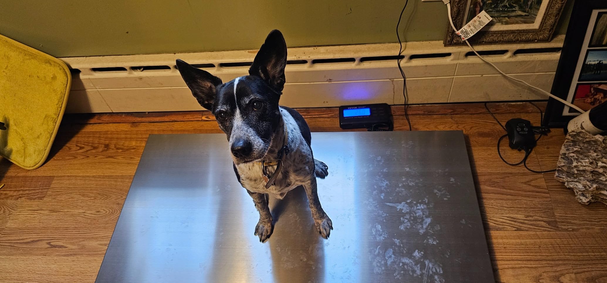 VEVOR 880Lbs x 0.2Lbs Livestock Scale Shipping Scales Large Platform 40.6x20.9Inch Stainless Steel Vet Scale Industrial Floor Scale Large Animal Dog Pig Scale Goat Weight Scale Pet Digital Scale customer photo 1