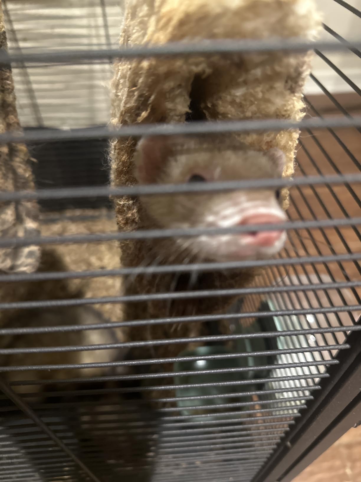 HABUTWAY 40''H Large Metal Rolling Ferrets Cage, 2-Tiers Small Animal Cages, Cage for Rats/Chinchillas, 0.5'' Bar Spacing for Ferret,Small Animal Cage w/Removable Ramp & Platform customer photo 2