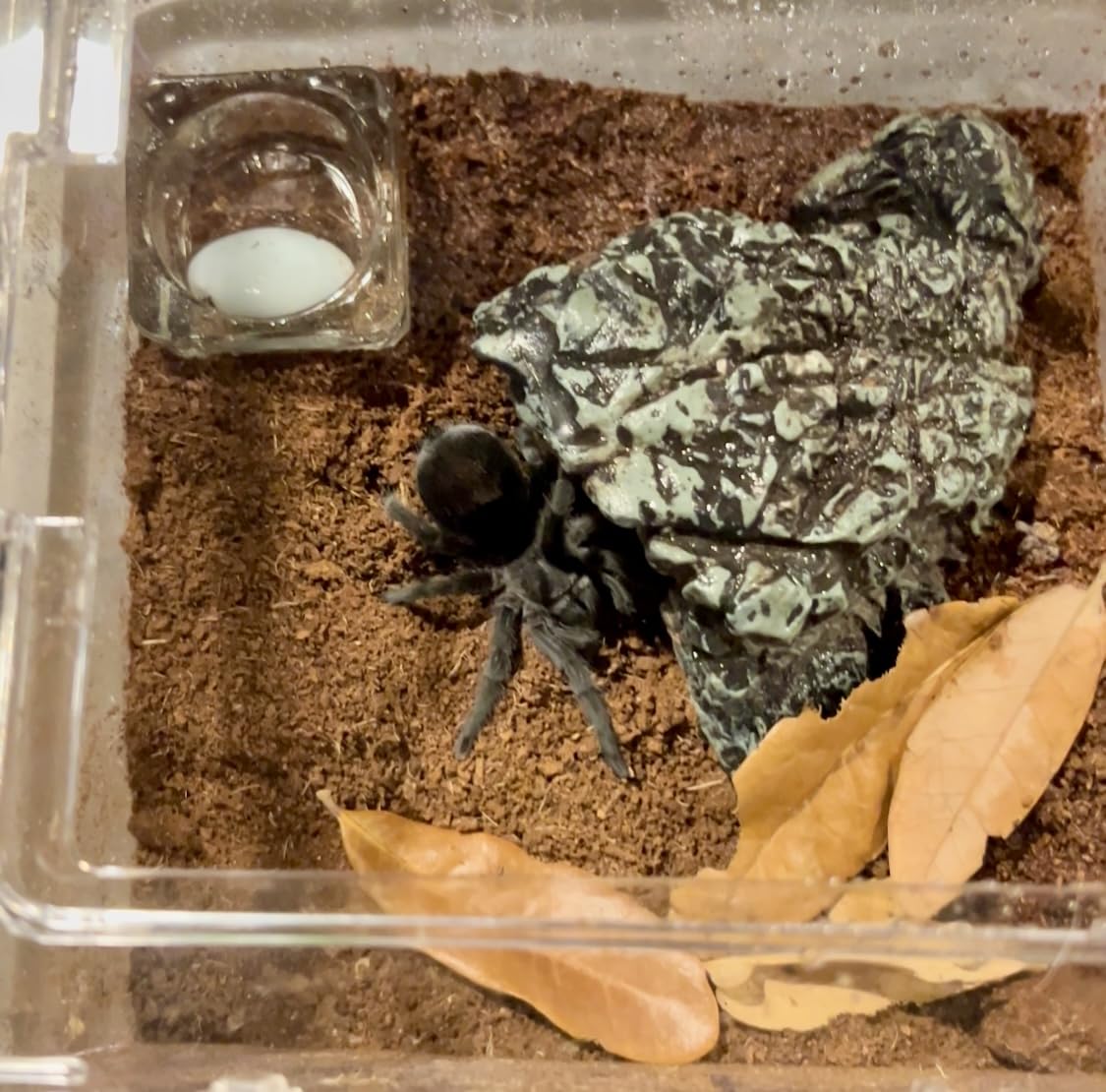 Reptile Growth Mini Reptile PC Terrarium, 8x8x7 inch Amphibian Tank Starter Kit Habitat Cage, for Insect, Fish, Tarantula, Turtles, Jumping Spiders and Small Reptiles customer photo 2