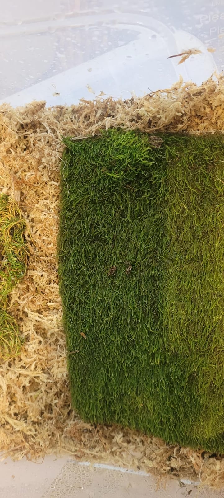 LuckyRunes Live Moss 4-Pack for Terrariums, Potted Plants & Floral Decor | Random Varieties, Easy to Revive, Dye-Free, Mixed Green Texture, Bonsai, Potted Plants, Miniature Landscapes, Plant Displays customer photo 1