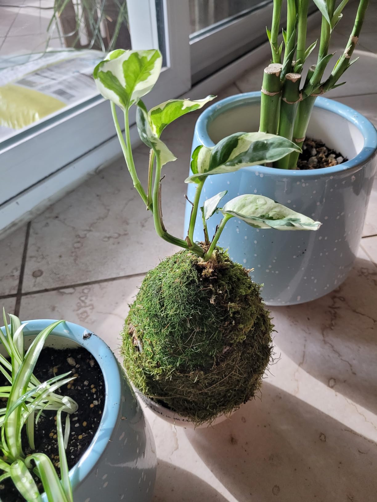 LuckyRunes Live Moss 4-Pack for Terrariums, Potted Plants & Floral Decor | Random Varieties, Easy to Revive, Dye-Free, Mixed Green Texture, Bonsai, Potted Plants, Miniature Landscapes, Plant Displays customer photo 2