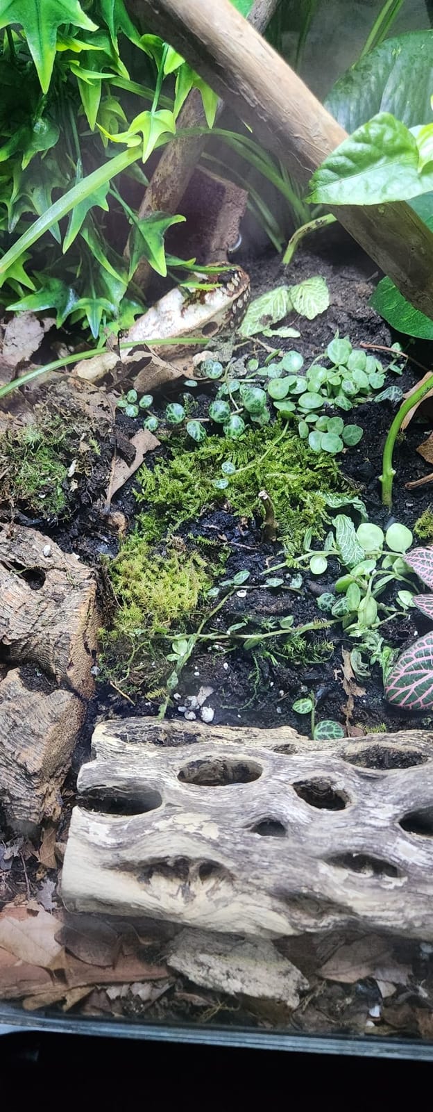 LUCKYRUNES Live Moss 3-Pack for Reptile Enclosures & Terrariums customer photo 1