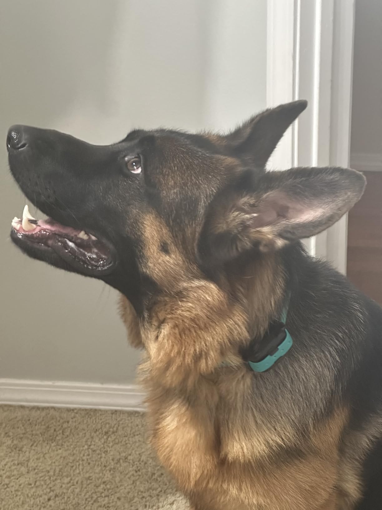 Dogtra Smart NOBARK Detects Whining and Barking, 33 ft Range App for Notifications, E-Collar, Behavior Report, Waterproof IPX9K, Compact Size for 10 lb Dogs, Triple Detection Accuracy customer photo 1