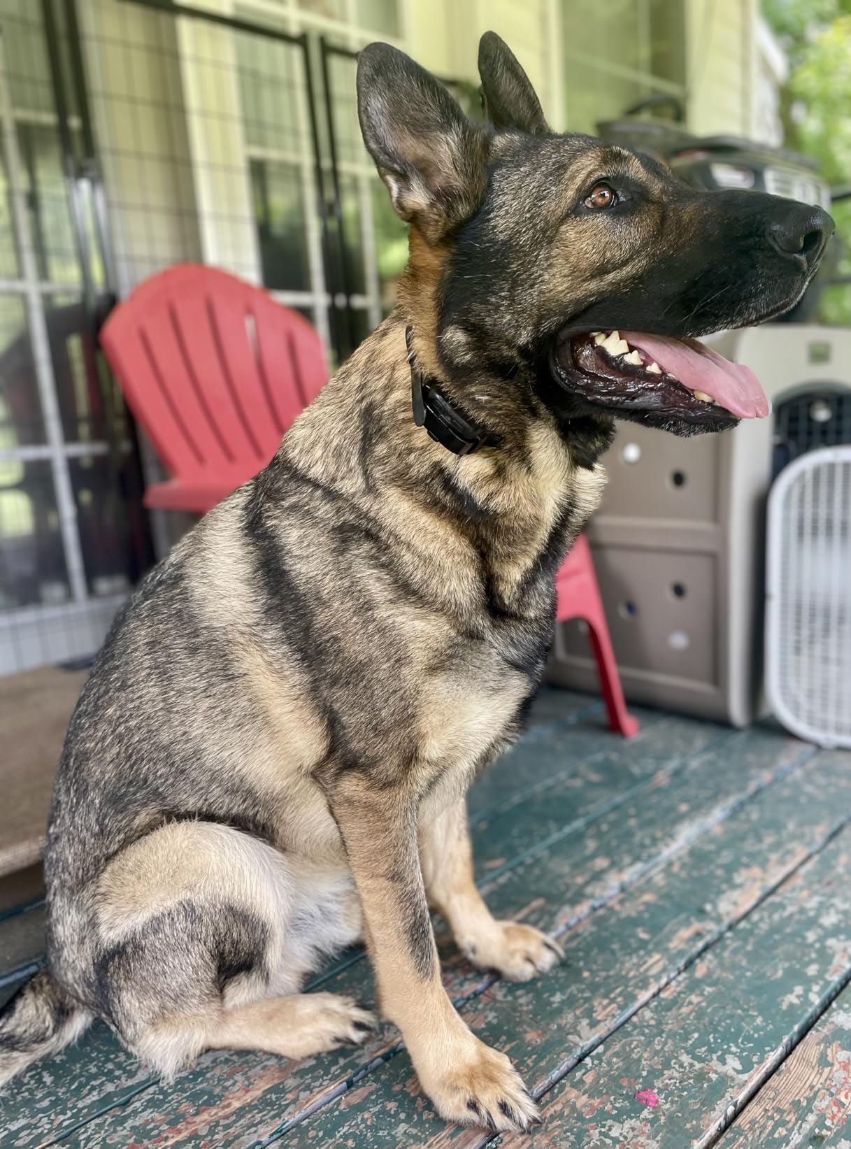 Dogtra Smart NOBARK Detects Whining and Barking, 33 ft Range App for Notifications, E-Collar, Behavior Report, Waterproof IPX9K, Compact Size for 10 lb Dogs, Triple Detection Accuracy customer photo 2