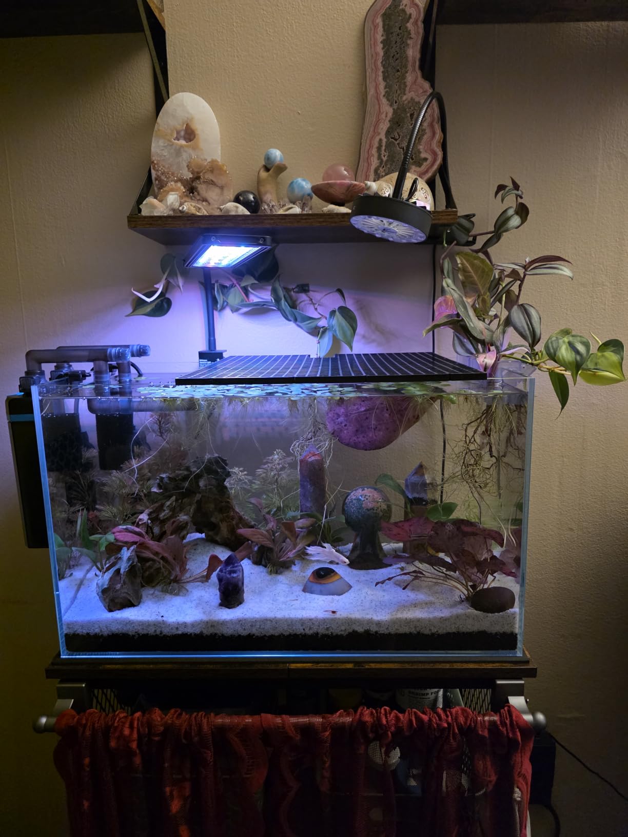 Vimvins 3 Gallon Glass Fish Tank, Easy to Maintain Small Aquarium for Betta/Goldfish/Snails/Shrimp and Aquatic Planting. customer photo 1