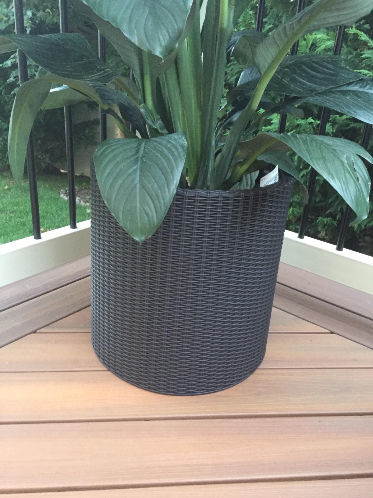 Keter Cylinder Set of 3 Rattan Resin Planter for Indoor and Outdoor Plants Ideal Decorative Planter for Porches and Patio Decor, Black customer photo 1