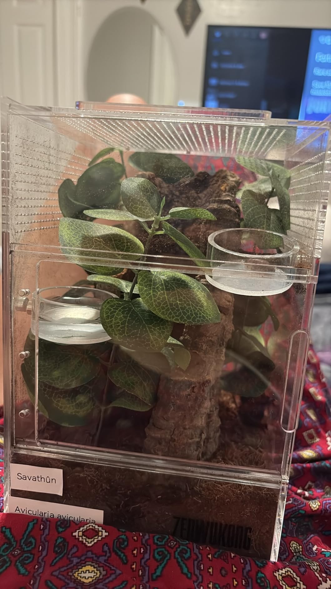 Jumping Spider Enclosure - Acrylic Terrarium Habitat for Spiders, Tarantulas, Snail, Mantis, Lizard, and Small Reptiles, Dual Magnetic Doors (6x6x9 inch) customer photo 2
