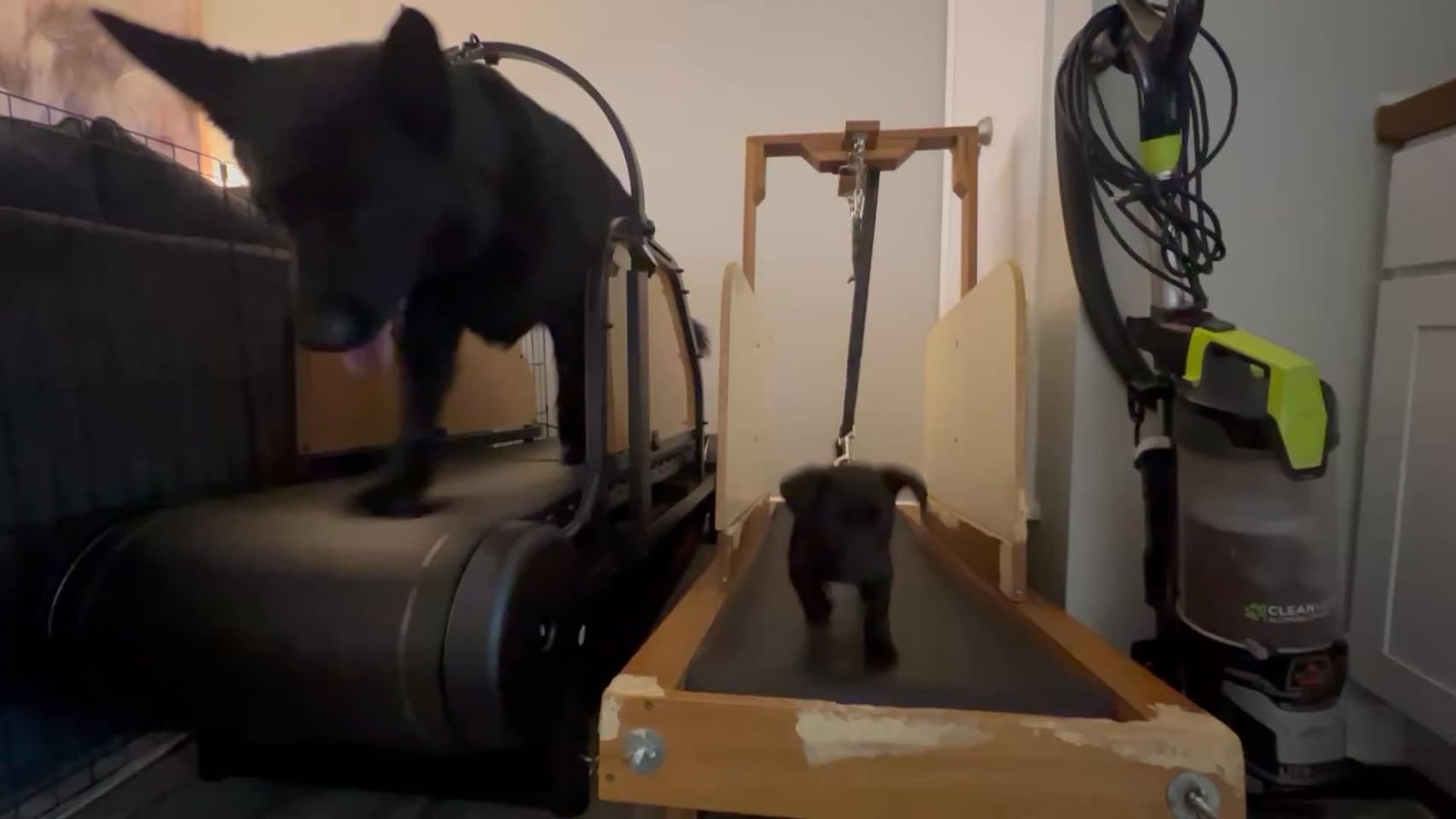 Non-Motorized Dog Treadmill for Large/Medium Dogs with Brake, 5-Level Incline, Self-Powered with Pedometer, Wide Running Slatmill, Dog Slatmill for Indoor Exercise. customer photo 2