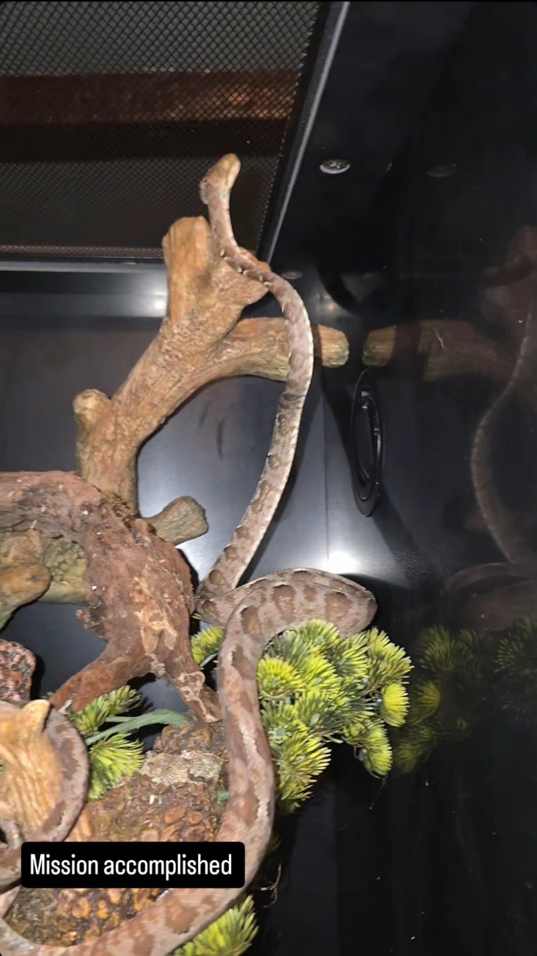 33 Gallon PVC Tall Reptile Terrarium, 18x18x24 Arboreal Enclosure | Vertical Habitat Enclosure with Sliding Door & Heavy-Duty Screen for Amphibians, Crested Gecko Lizard Chameleon customer photo 2