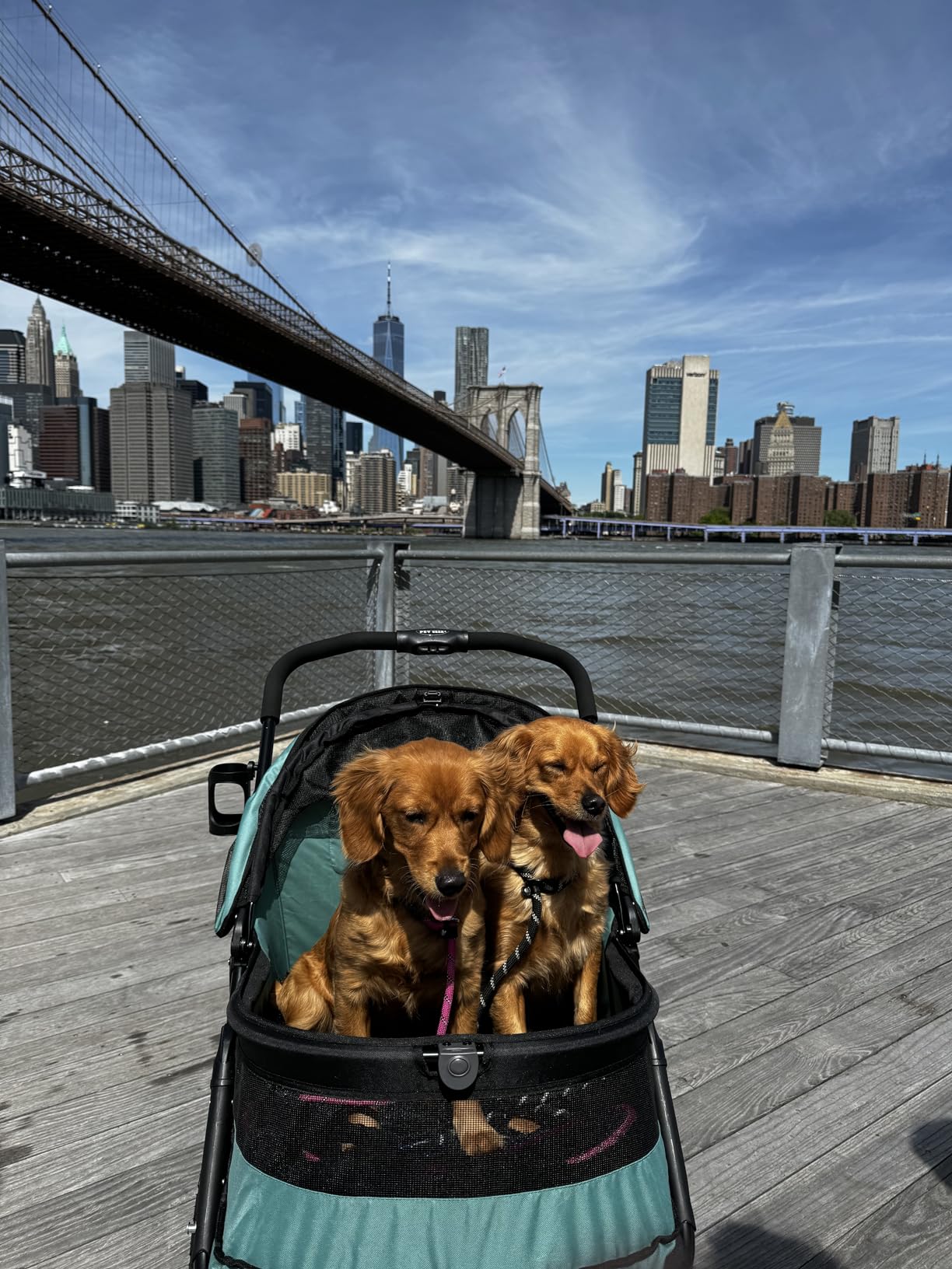 Pet Gear No-Zip Double Pet Stroller, Jade | Zipperless Entry, For Single or Multiple Dogs/Cats, Plush Pad + Weather Cover Included, Large Gel-Filled Tires customer photo 1