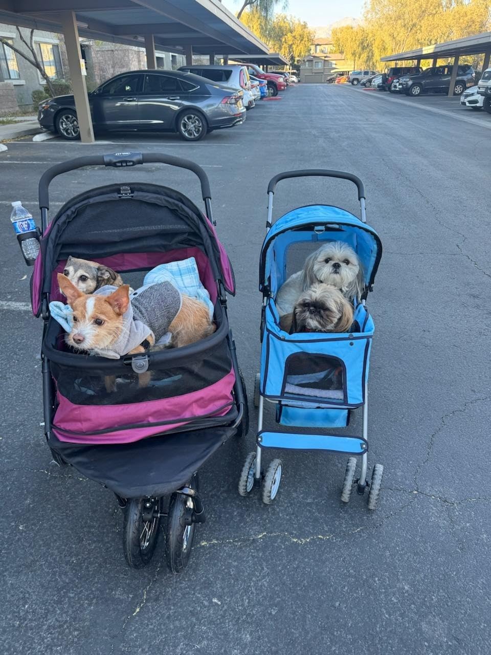 Pet Gear No-Zip Double Pet Stroller, Jade | Zipperless Entry, For Single or Multiple Dogs/Cats, Plush Pad + Weather Cover Included, Large Gel-Filled Tires customer photo 2