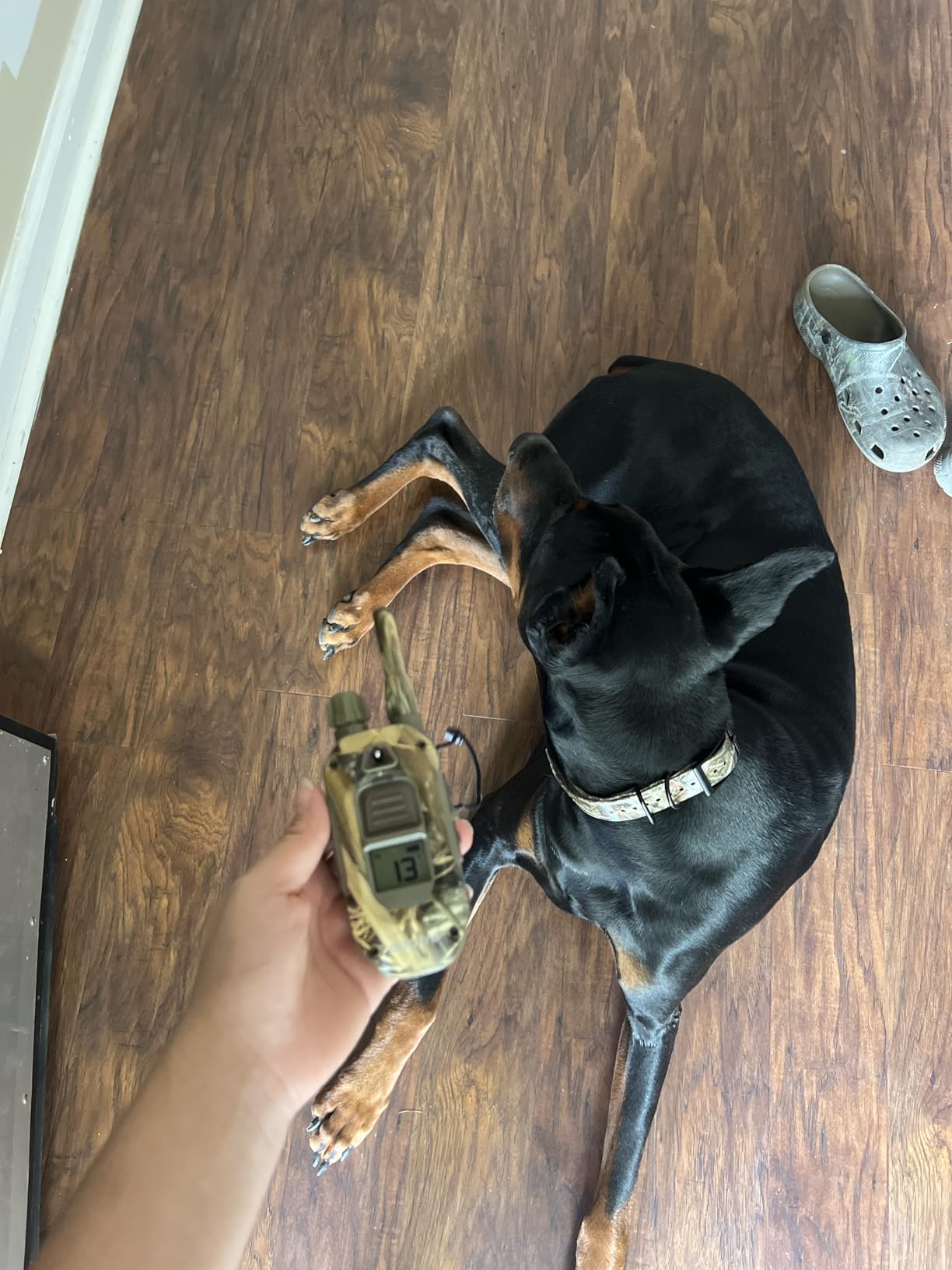 Dogtra 1900X Camouflage E-Collar - 3/4 Mile Range, Dogs 45 lbs+, IPX9K Waterproof, 100 Stimulation Levels, Vibration, Tone, Rechargeable - Ideal for Dog Owners and Professional Trainers customer photo 1