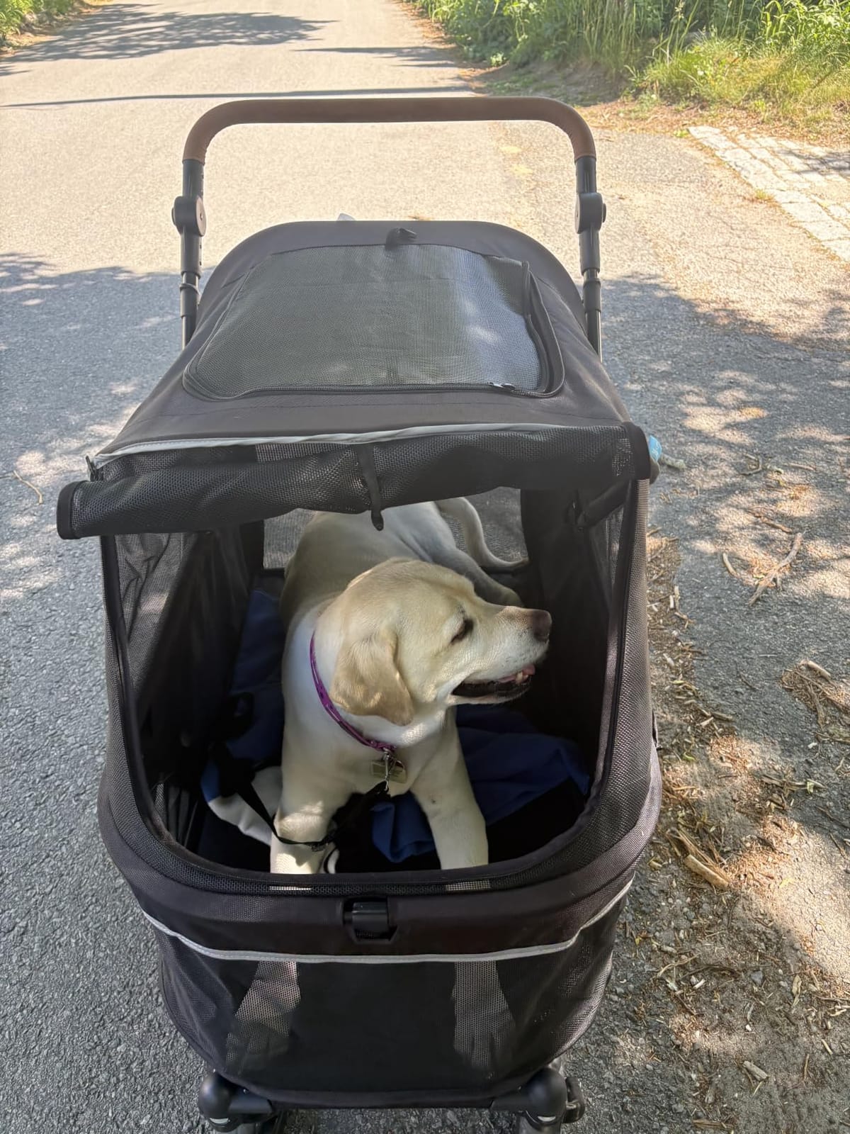 Zoosky Pet Stroller for Large Dogs up to 110lbs, Large Pet Stroller for Multiple Pets, All-Terrain with Adjustable Handle & Mesh Dual-Window, 1680D Waterproof Oxford Fiber customer photo 2