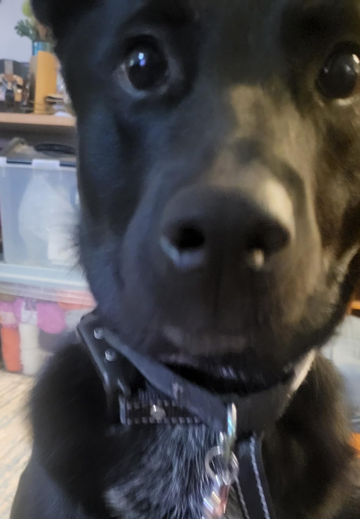DINJOO Dog Bark Collar for Large/Medium/Small Dogs | Rechargeable Smart AI Anti-Barking Training Collar with 8 Adjustable Sensitivity, Beep & Vibration Modes | Solves Excessive Barking - Dark Black customer photo 1