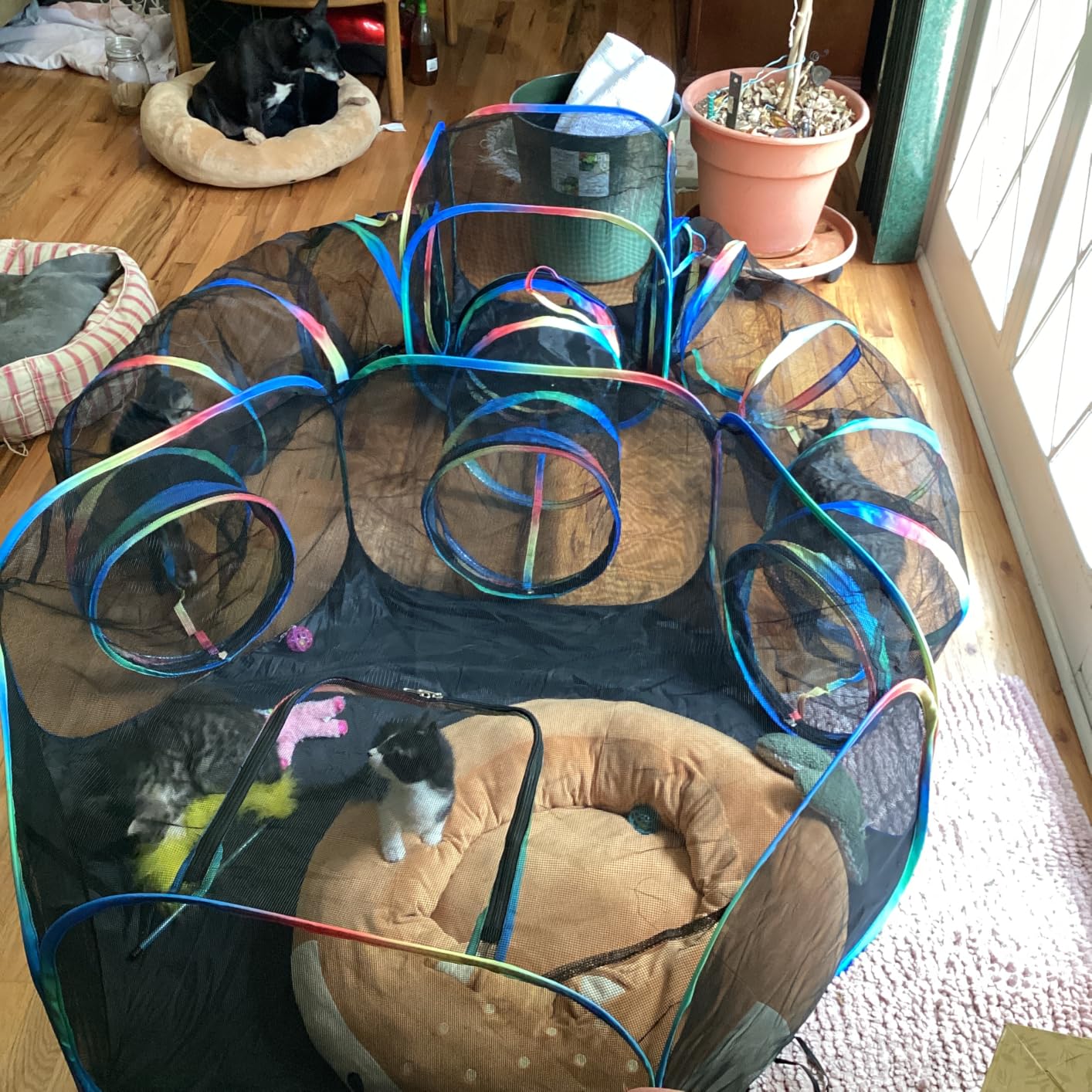 Outdoor Cat Enclosure - 5-in-1 Portable Cat Tunnels with Tent, Cube, Collapsible Catio for Cat Run Outside, Pop up Enclosed Playground for Indoor Cats, Kitty & Small Animals customer photo 2