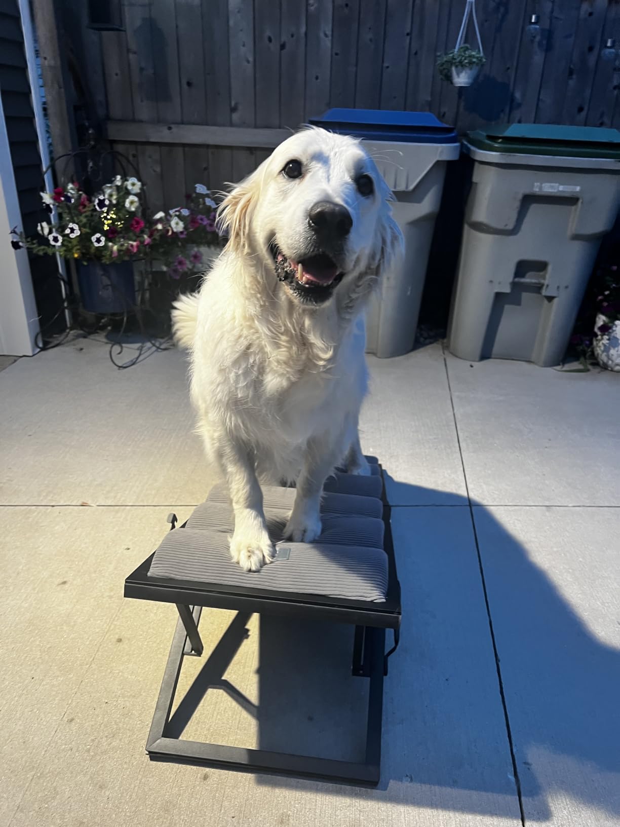 Veehoo Dog Ramp for Bed Couch Height Adjustable from 12