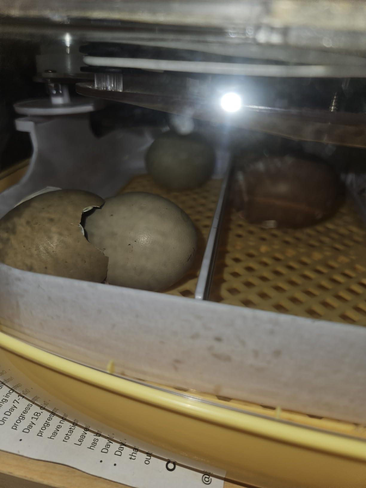 VEVOR 12 Egg Incubator, Automatic Egg Turner with LED Candler, Temperature & Humidity Control, 360° View Clear Window, Poultry Eggs Incubator for Home Farm customer photo 1