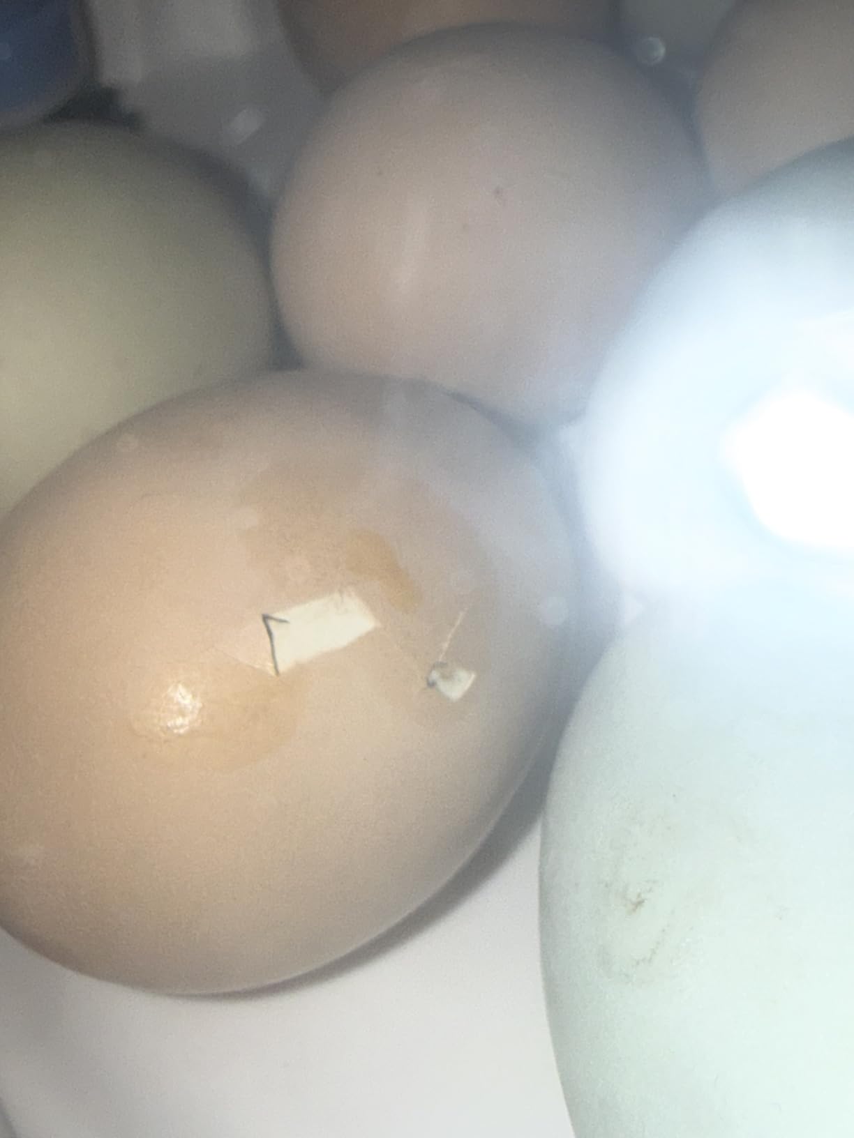 18 Egg Incubators for Hatching Eggs, Automatic Egg Turning and Humidity Control Incubator for Hatch Chicken Duck Quail Pigeon Pheasant Partridge customer photo 1