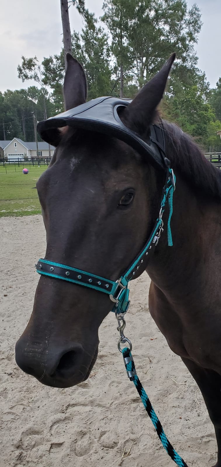 Cashel Horse Helmet Black (HH-BLA), One Size customer photo 1