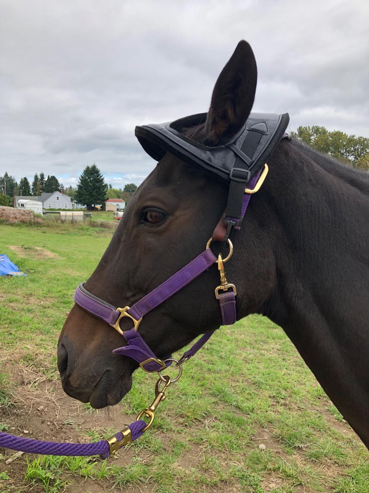 Cashel Horse Helmet Black (HH-BLA), One Size customer photo 2