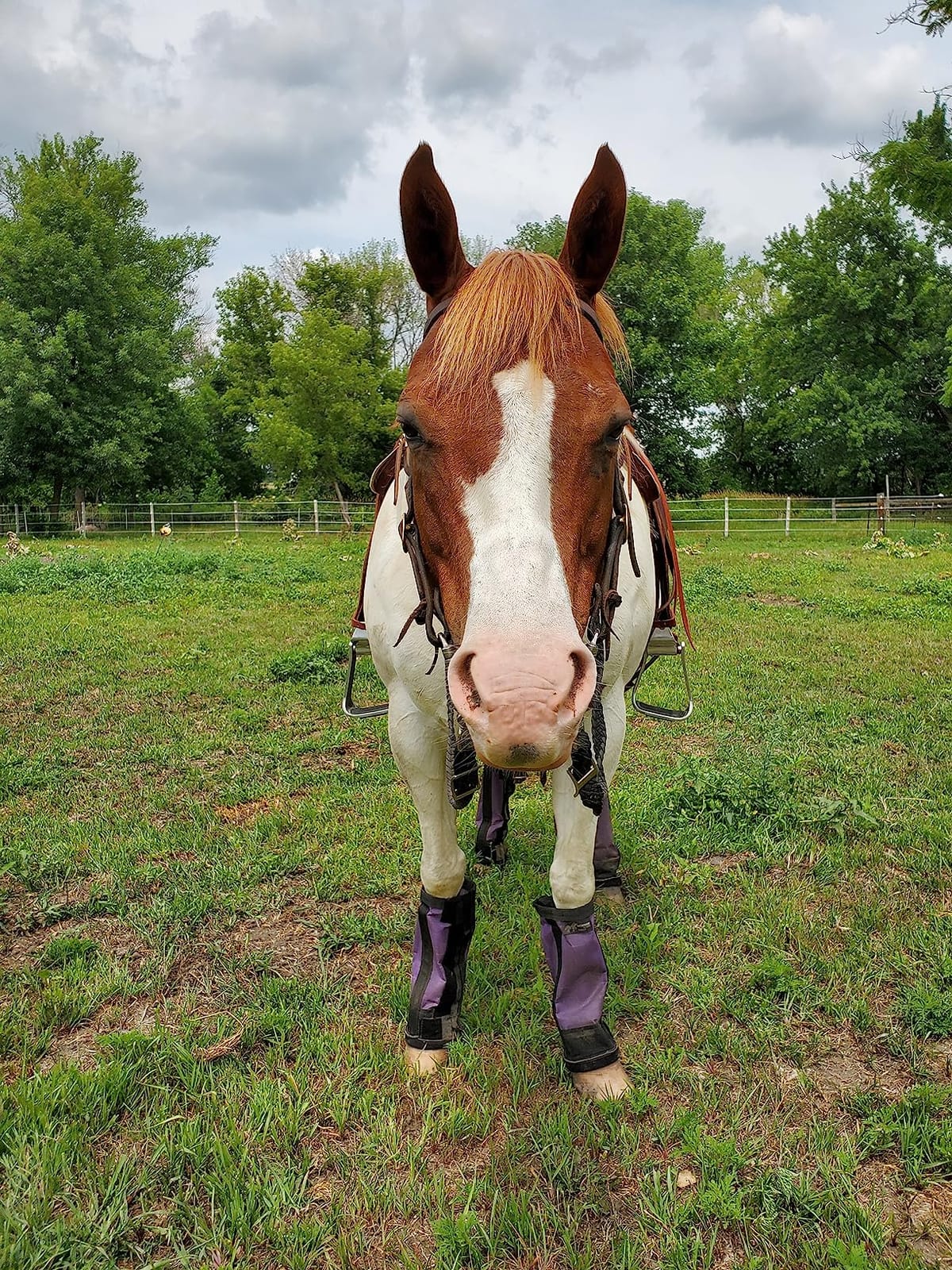 Cashel Ez Knee 3in Western Saddle Stirrup Adjuster (EZK-3.0), Aluminum customer photo 1