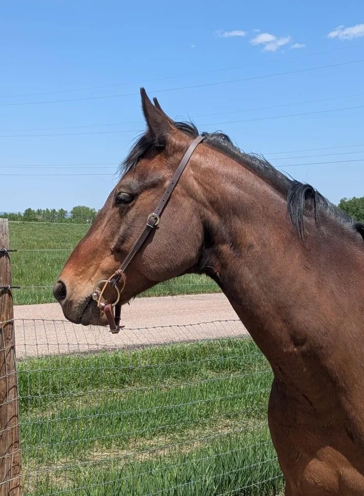 Weaver Leather All Purpose Ring Snaffle Bit customer photo 2