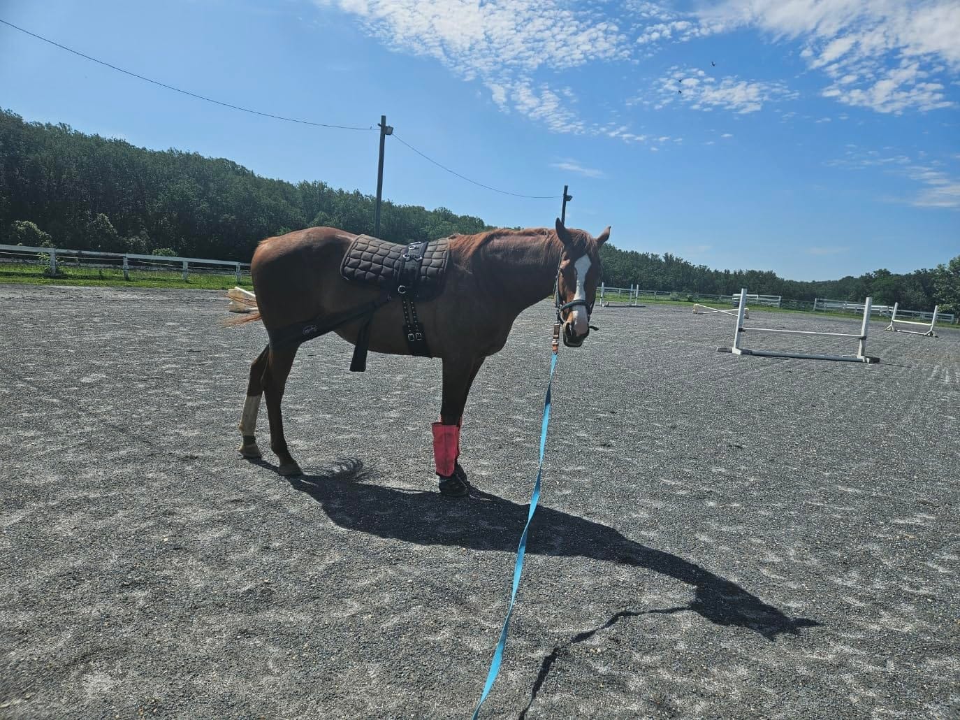 Performers 1st Choice Pro Nylon Training Surcingle - Horse 64.5
