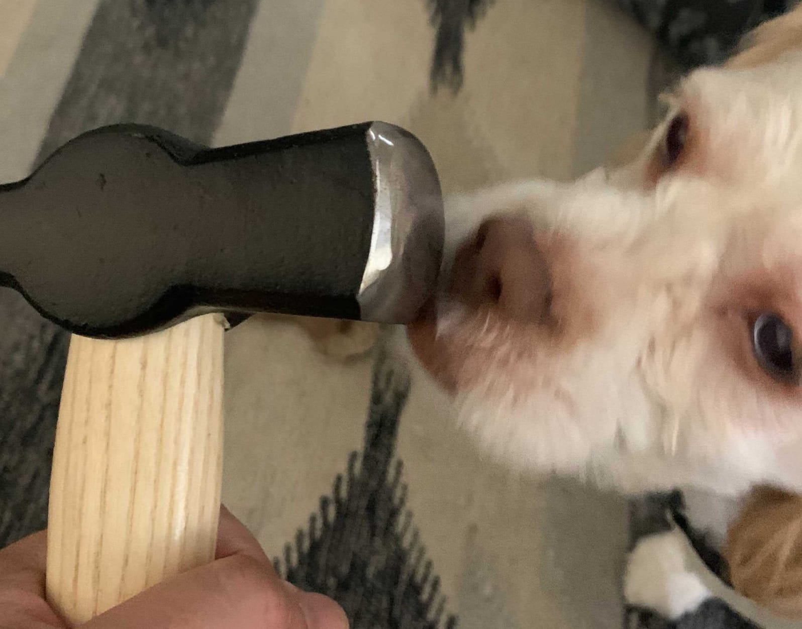 Picard Blacksmith Hammer 1000g – Swedish Pattern, Cross Peen Hammer, Forged Alloyed Steel Head, Chamfered Edges, Black Powder Coated, Dual Curved Ash Handle – 0000811-1000 customer photo 1