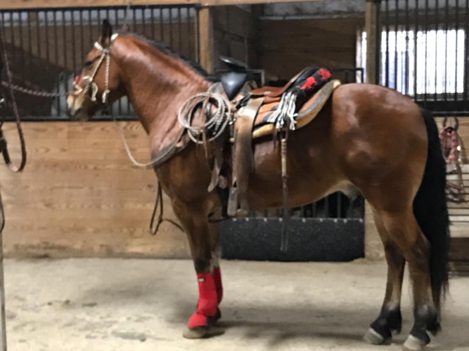 Tough1 Combo Boots customer photo 1